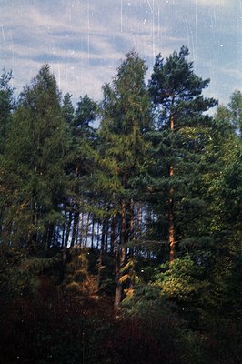 Dense pine forest ascends a hillside under a cloudy sky. Evidence of film grain and dust speckles suggests age. Foliage displ...