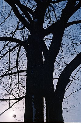 Striking silhouette of a mature tree, densely branched, against a softly illuminated sky. Snow clings to upper branches, sugg...