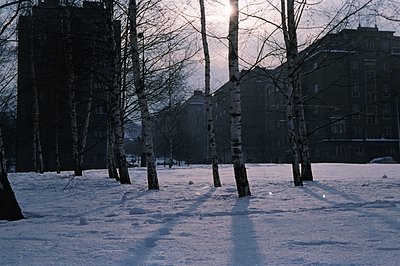 A stark, wintry scene features several birch trees silhouetted against a backdrop of a large, multi-story apartment building....