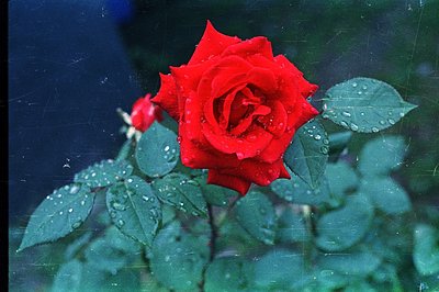 Close-up of a vibrant red rose, heavily beaded with water droplets, set against a blurred teal background. The flower's petal...