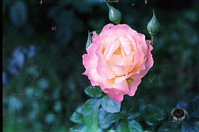 Close-up of a single, pale pink rose blossom, showing ruffled petals and a hint of yellow at the center. Several unopened ros...