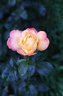 Close-up photograph of a rose, petals transitioning from soft pink at the tips to a creamy yellow center. Green foliage surro...
