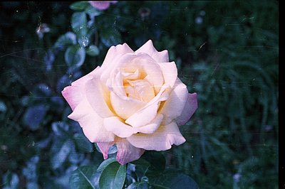 Close-up of a full, pale pink and yellow rose blossom. Petals display a velvety texture with visible veining. The background ...