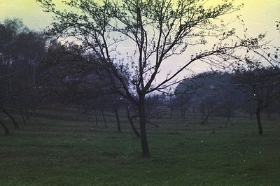 A lone, bare tree dominates the foreground of this evocative landscape. Numerous other trees dot the gentle hillside, recedin...