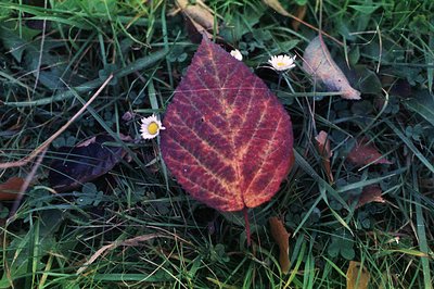 Close-up view of a vibrant, deeply-red fall leaf resting on green grass. Detailed leaf veins are visible against a backdrop o...