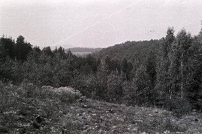 Dense, evergreen and birch forest covers a gently sloping hillside. A small, rocky clearing with wildflowers is in the foregr...