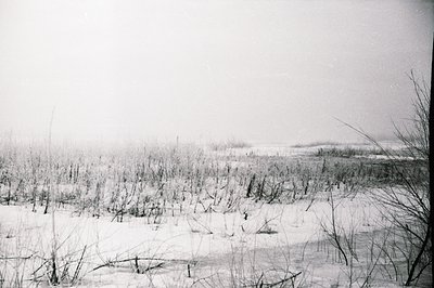 A monochrome landscape of snow-covered scrub and sparse vegetation under a heavily overcast sky. The foreground shows intrica...