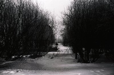 Monochrome view of a snow-covered path framed by dense, bare winter branches. A solitary figure walks away from the camera, r...