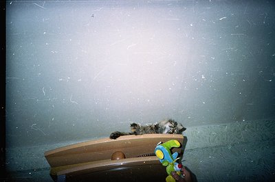 A long-haired tabby cat rests in a wooden pet carrier with a playful, colorful toy visible. The image exhibits visible dust a...
