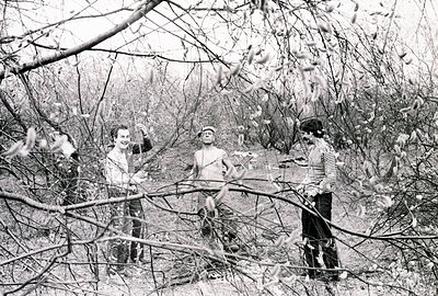 Three men, casually dressed, pose within a willow grove, foliage releasing fluffy seeds. The man in the center is shirtless. ...