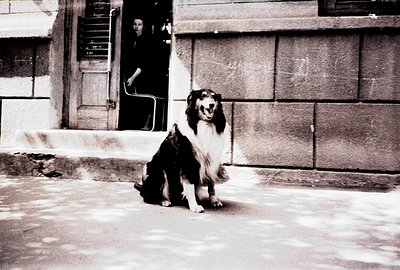 A long-haired dog, likely a Collie, sits attentively on a stone step. A figure stands in a doorway behind, partially obscured...