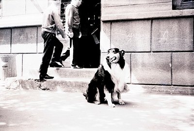 A Border Collie sits alertly on a concrete step, framed by a stone building. Two figures in dark suits descend stairs in the ...