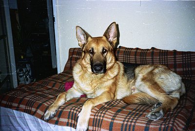 A German Shepherd dog lies on a plaid sofa, appearing relaxed and alert. The photo's warm tones and slight grain suggest a 19...