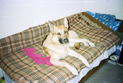 German Shepherd lies comfortably on a patterned bedspread, partially obscuring a pink garment. The photo’s warm tones and vis...