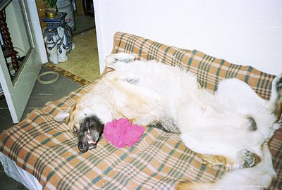 A relaxed dog, likely a Tibetan Mastiff, lies sprawled on a patterned dog bed. The dog’s face is dark-marked against a white ...