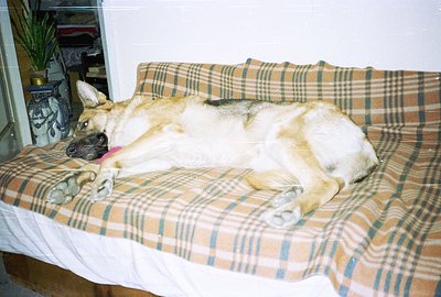 A German Shepherd lies sprawled on a patterned, low-profile sofa. The dog displays a relaxed posture with limbs extended. A g...