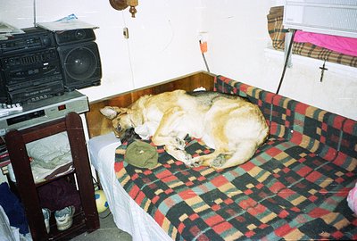 A large, golden-colored dog sleeps soundly on a blanket-covered platform bed. The room features vintage electronics (stereo s...