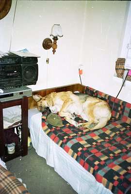 A golden-brown dog rests on a patterned bedspread of red, green, and black within a simple, sparsely furnished room. A vintag...