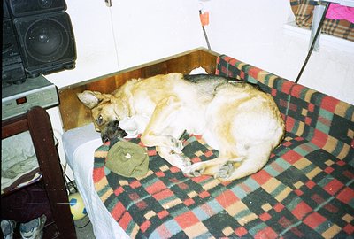 A medium-sized dog, likely a German Shepherd mix, rests curled up on a plaid blanket-covered platform bed. The room features ...