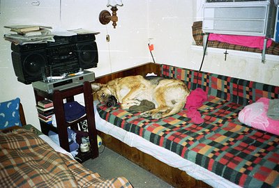A golden retriever lies comfortably on a plaid-covered platform bed in a sparsely furnished room. An older stereo system and ...