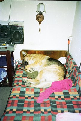 A golden retriever sleeps on a plaid blanket, partially covered by a pink scarf. A vintage boombox sits on a nearby table. Li...