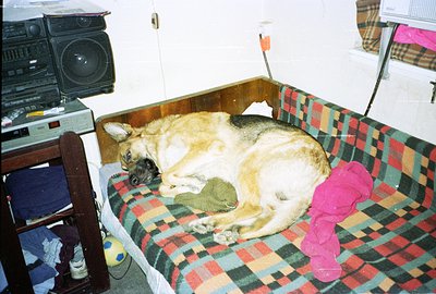 A German Shepherd-mix dog sleeps soundly on a plaid blanket within a custom-built cushioned bed. The room features 1970s audi...