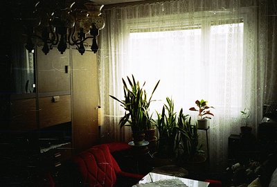 Interior view showcasing a red velvet armchair, potted plants clustered near a window with decorative lace curtains, and a vi...