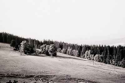 A sweeping landscape featuring a grassy slope leading to a dense conifer forest. A small, rustic building sits nestled amongs...