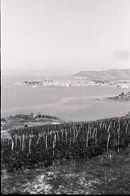 A high-angle view reveals a coastal town across a bay. Verdant hillside densely planted with trellised vines dominates the fo...
