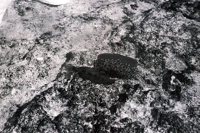 Monochrome image of a circular object partially embedded in a rough, textured stone surface. The object appears metallic, pos...