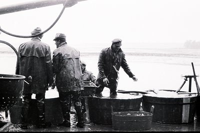 Monochrome image depicting fishermen working aboard a boat, possibly during a cod fishing operation. Three figures are visibl...