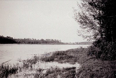 A wide, tranquil river reflects a distant treeline. Reedy shoreline and tall grasses dominate the foreground. Sparse, leafles...