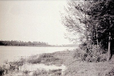 Lush riverbank scene, featuring reeds and grasses along a wide body of water. Dense foliage dominates the right side, contras...