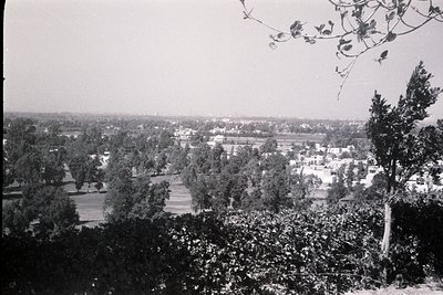 Mid-20th century suburban landscape with tree-lined streets and low-rise housing. Symmetrical rows of mature trees frame a qu...