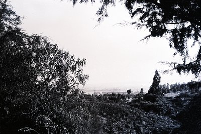 Black-and-white landscape shot through dense foliage, revealing distant hills and horizon. Mid-20th century monochrome aesthe...
