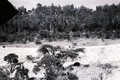 Black-and-white landscape featuring a flooded plain with scattered trees and shrubs, likely post-industrial or agricultural. ...