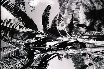 High-contrast black-and-white shot of towering banana leaves in dense tropical foliage, likely . Dramatic shadows and texture...