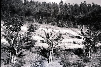 Black-and-white aerial view of terraced agricultural land with banana plants, likely in a tropical region. The stepped fields...