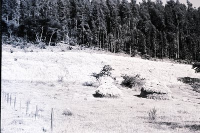 Snow-covered pasture with sparse vegetation, bordered by a fence and young trees. Dense forest in background suggests a rural...