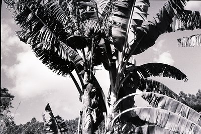 Tall banana plant with emerging flower spike in tropical setting, captured in high-contrast black-and-white. Distinctive plea...