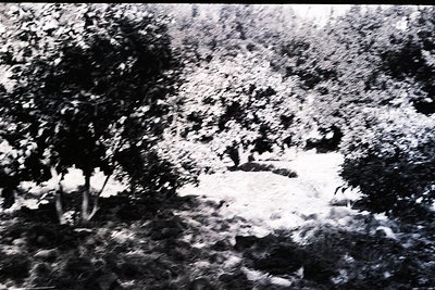 Vintage black-and-white shot of a rocky, snow-covered alpine landscape with sparse pine trees. Dramatic lighting highlights r...
