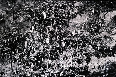 High-contrast black-and-white close-up of dense, leafless tree branches with rough bark and sparse foliage remnants. Likely a...