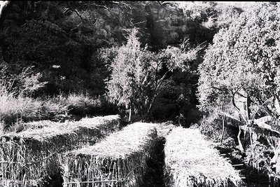 Stacked hay bales arranged in terraced fields against a rocky hillside, framed by sparse vegetation and trees. Black-and-whit...