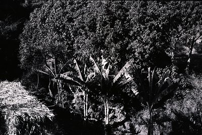 High-contrast black-and-white shot of palm fronds in dense foliage, likely tropical or subtropical. Leaves exhibit serrated e...