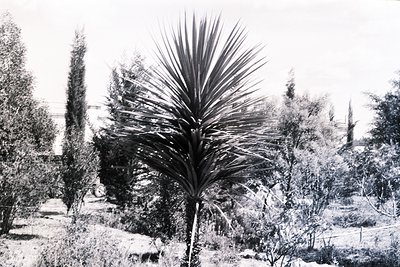 Black-and-white vintage photo of a Mediterranean palm tree in a windswept garden, surrounded by cypress and olive trees. Dist...