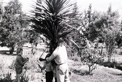 Vintage black-and-white photo of two adults and a child carrying a large palm frond in an outdoor setting, likely a garden or...