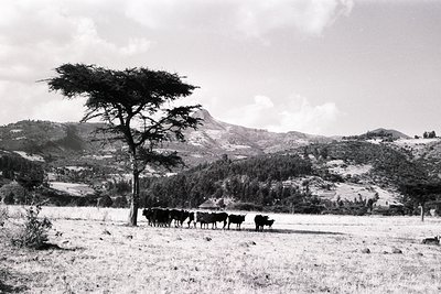 A black-and-white pastoral scene featuring a herd of cattle grazing in an open field. A lone tree stands prominently in the f...