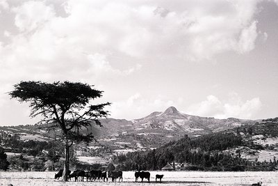 Black-and-white pastoral scene featuring a lone tree in foreground with cattle grazing in open field. Rolling hills and dista...