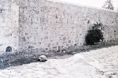 Historic stone wall with irregular, rough-hewn blocks and visible mortar joints. A lone, weathered tree stump and sparse vege...