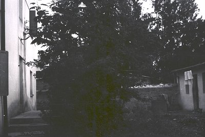 Black-and-white alleyway framed by aged brick buildings and dense foliage, evoking mid-20th century urban decay. Overgrown iv...